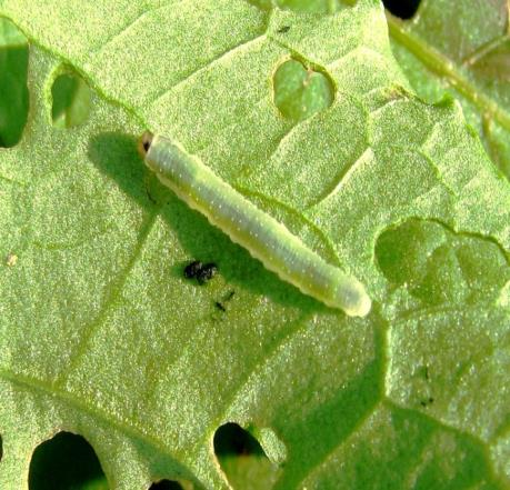 Protemphytus tener lárva kártétele Rumex acetosellán Protemphytus tener lárva 7. obrázok.