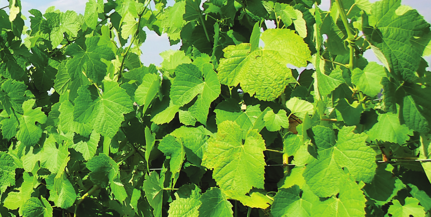 Biostimulátorok A másik nagy csoportot, a növényi hormonokat, növekedés szabályzó anyagokat tartalmazó termékeket leggyakrabban tengeri algákból állítják elő.