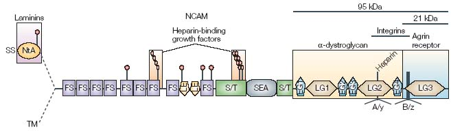 azonosított agrin receptor kötő szakaszokat (Ferns és mtsai, 1993; Gesemann és mtsai, 1995; Ruegg és mtsai, 1992) 1. ábra.