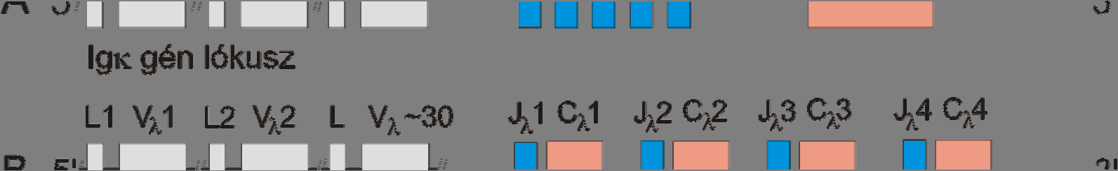 egy J λ szegmentum található (6B. ábra). A nehézlánc variábilis doménjét kódoló ~40 V H, 25 D (diverzitás) és 6 J H szegmentum egy csoportban helyezkedik el.