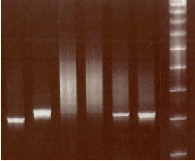 1 2 3 4 5 6 M 100 bp 12. ábra PCR vizsgálat a minták klonalitásának meghatározására.