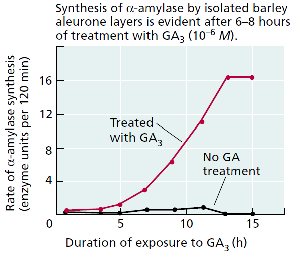 Gibberellinek hatása az α-amiláz enzim szintézisére a csírázás