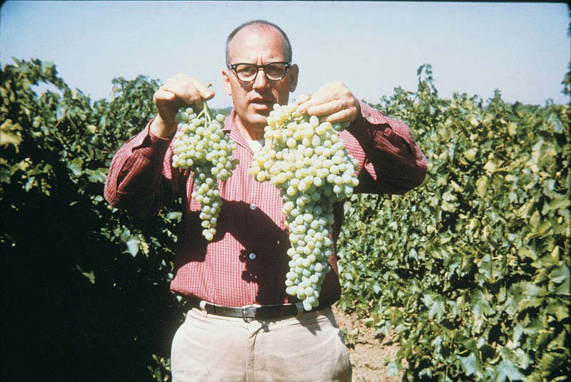 Gibberellin indukálta termésnövekedés Thompson mag nélküli szőlőben (balra kontroll, jobbra GA 3
