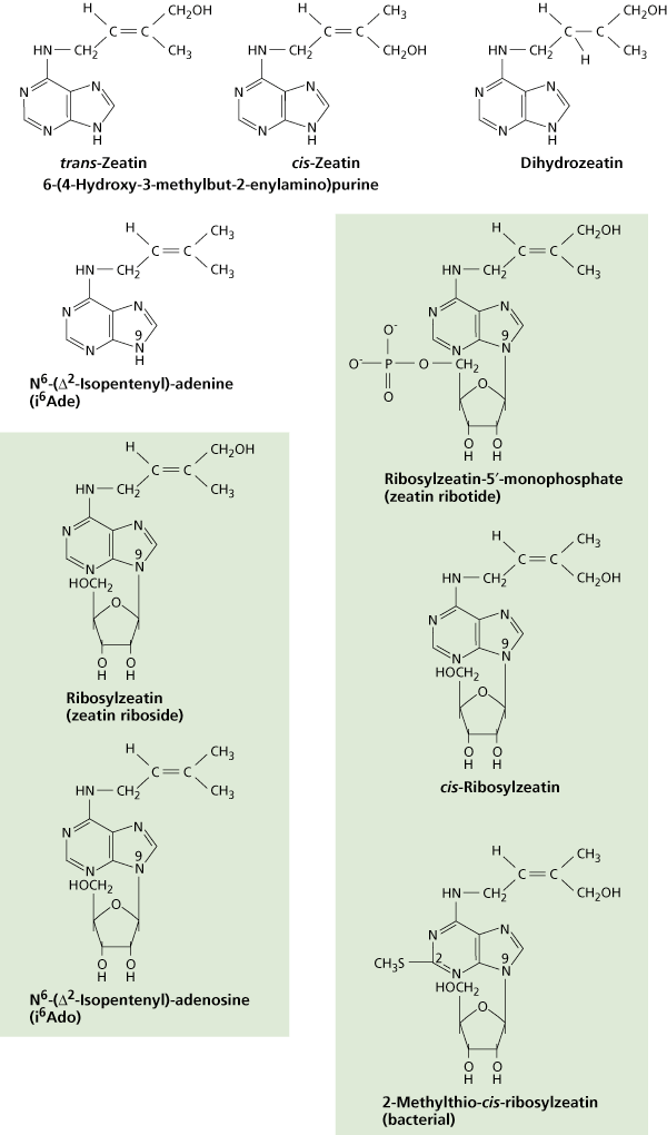 Néhány természetben előforduló citokinin szerkezete Forrás: Taiz L.