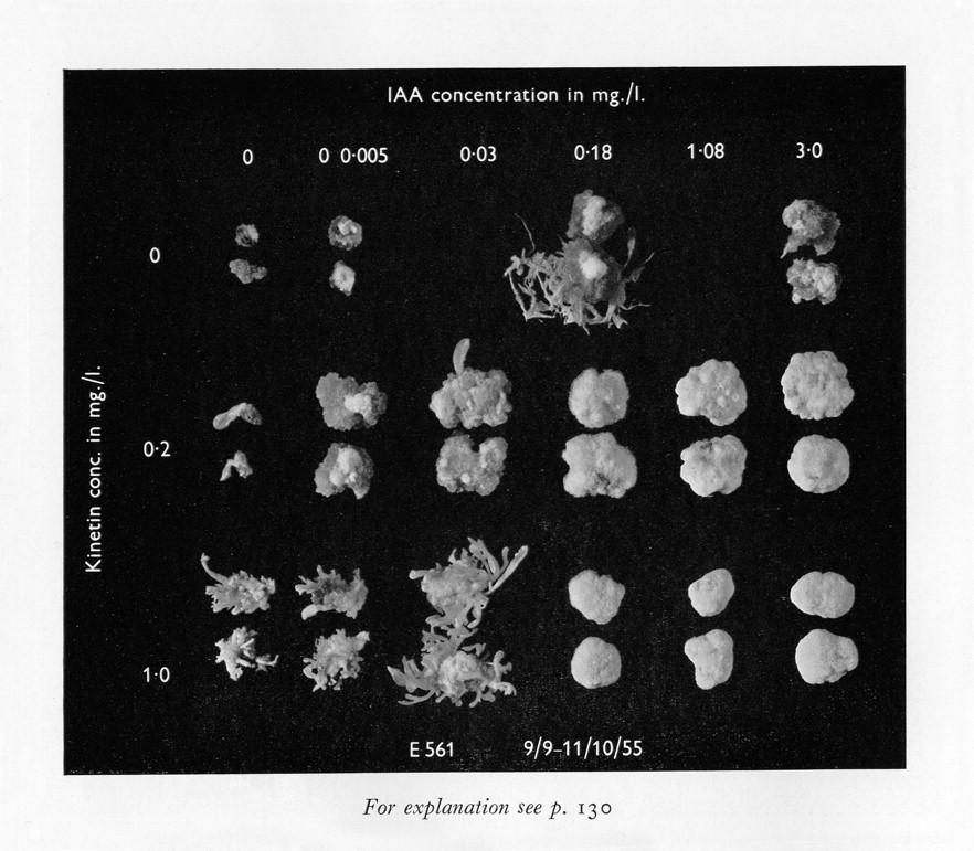 Skoog és Miller (1957) kísérlete, amivel az auxin és citokinin arány hatását igazolták a