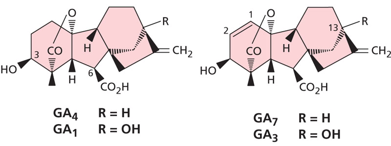 A GA 4, GA 1, GA 7 és GA 3 kémiai szerkezete Forrás: Taiz L.