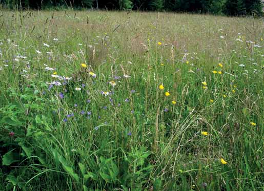 E1 Franciaperjés rétek Bölöni János Franciaperjés kaszálórét terebélyes harangvirággal (Campanula patula), réti margitvirággal (Leucanthemum vulgare), réti boglárkával (Ranunculus acris) letve