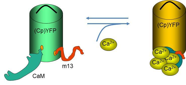 5.10. Ca 2+ imaging és adat analízis (9) Képalkotó Ca 2+ eljárásokkal mértük a Ca 2+ szint változásait a GnRH neuronokban.