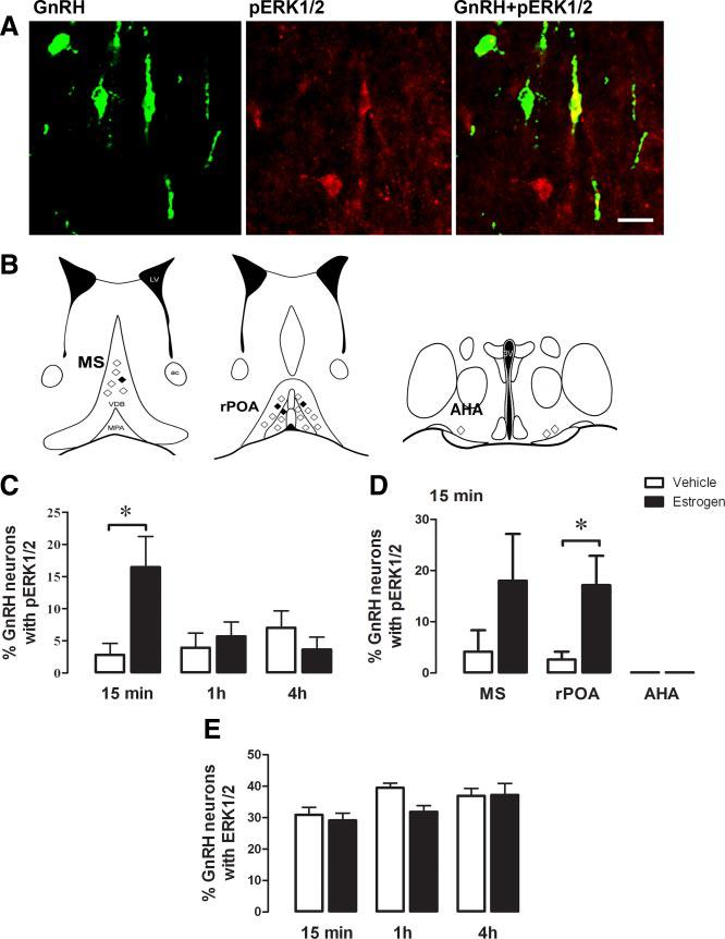 % GnRH neuronok ERK1/2-vel % GnRH neuronok perk1/2-vel % GnRH neuronok perk1/2-vel További vizsgálatainkban arra kerestük a választ, hogy az ERK1/2 aktiváció részt vesz-e az E2 indukálta CREB