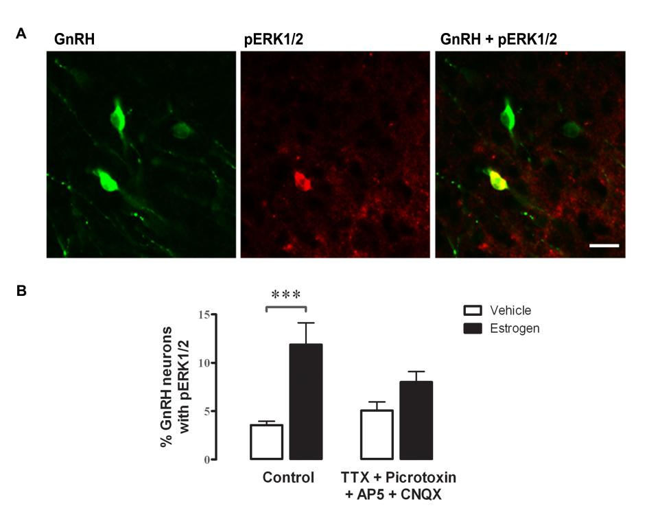 % GnRH neuronok perk1/2-vel % GnRH neuronok pcreb-bel % GnRH neuronok perk1/2-vel VT VT V E2 30. ábra Az E2 az ERβ-án keresztül foszforilálja az ERK1/2-t és a CREB-et a GnRH neuronban.