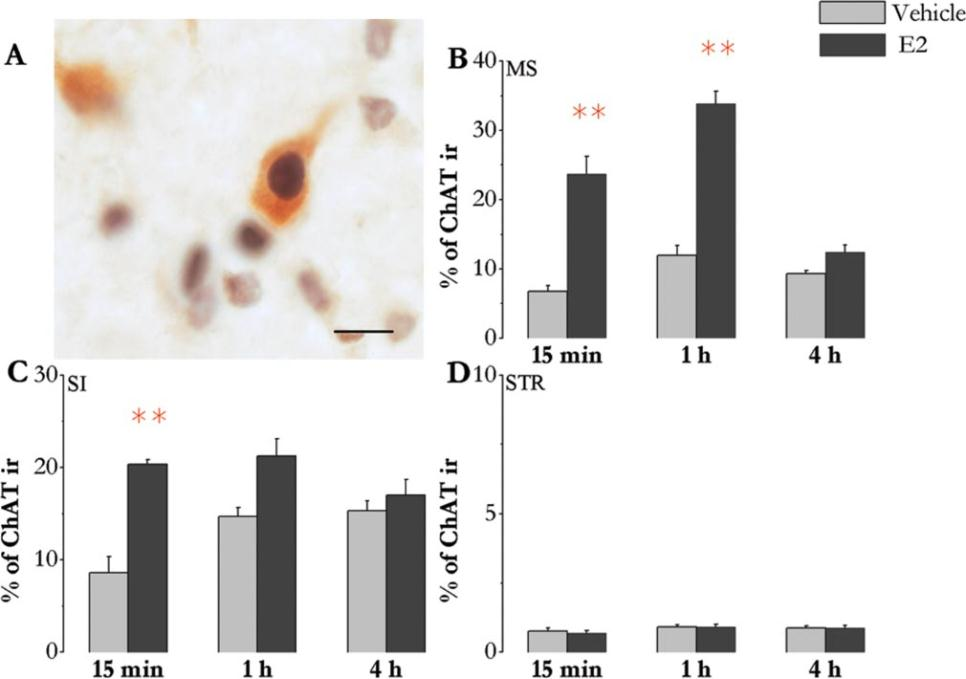 (Sobreviela és mtsai., 1994). Ezért ezekben a kísérletekben megvizsgáltuk, hogy az E2, hogy befolyásolja a TrkA receptor mozgását felnőtt kolinerg neuronban.
