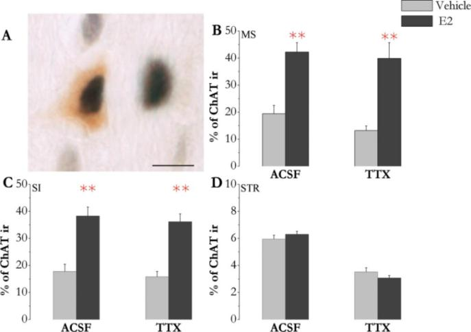 sem (42. A-C ábra). Az E2 kezelés nem volt hatással a BEK neuronok CREB szintjére és a kolinerg neuronok számára. dc_474_12 6.4.1.4. Az E2-indukálta CREB foszforiláció TTX érzékenységének vizsgálata in vitro 43.