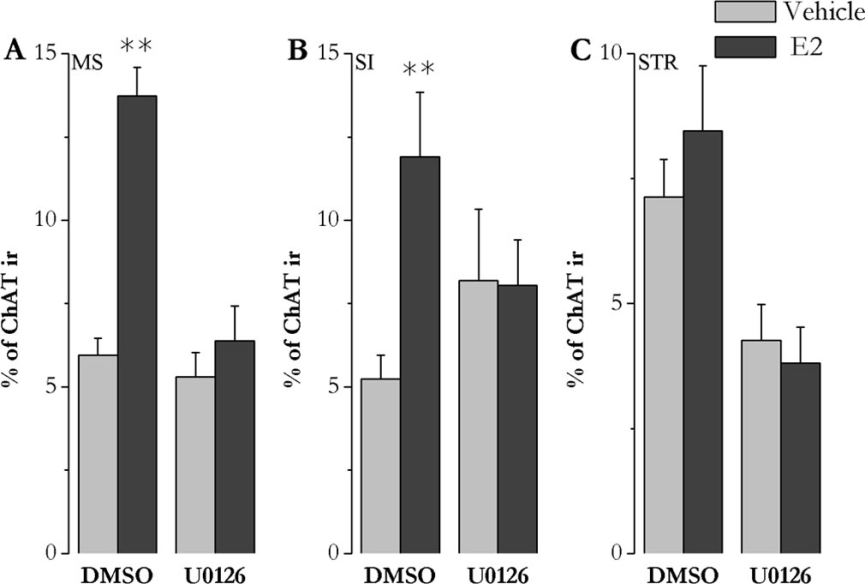 CREB foszforilációban a BEK neuronokban. Ezekben a kísérletekben az állatok agyának oldalkamrájába H-89 PKA inhibitort vagy U0126 MEK inhibitort adtunk 30 perccel az E2 adását megelőzően.