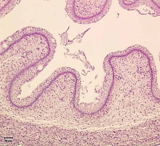 nyelőcső nyálkahártya hámja lamina epithelialis mucosae