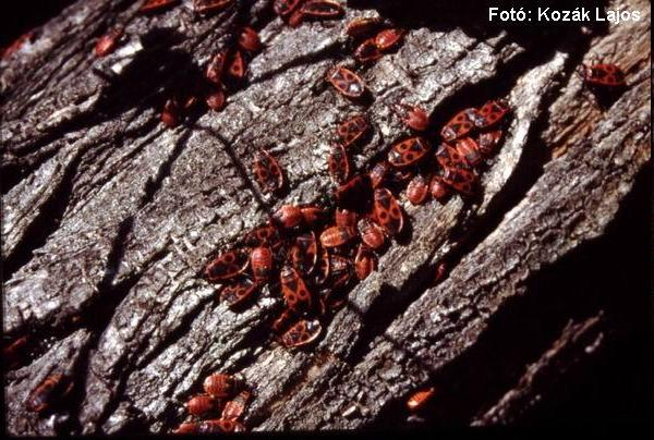 Tettigoniidea Zöld lombszöcske - Tettigonia