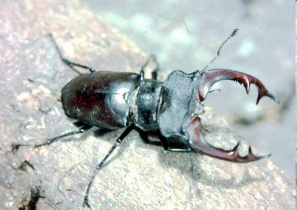 Bogarak - Coleoptera Család: Futóbogarak -