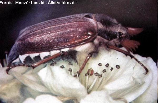 sycophanta Család: Szarvasbogarak - Lucanidae