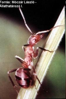 Cynipidae Golyógubacs - Cynips