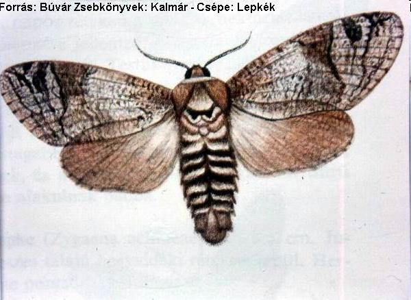 Rend: Lepkék Lepidoptera Család: Farontó