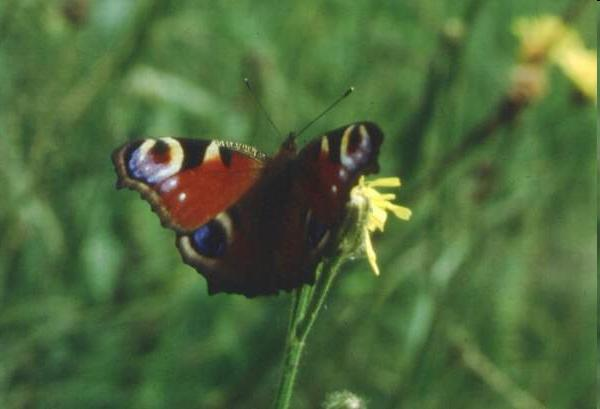 cossus Család: Tarkalepkék - Nymphalidae