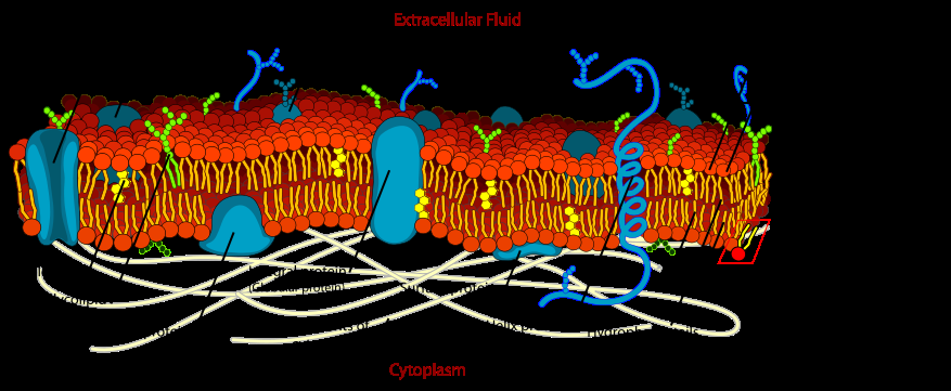 A lipid réteg belső része apoláris, a vizet taszítja, tehát hidrofób.