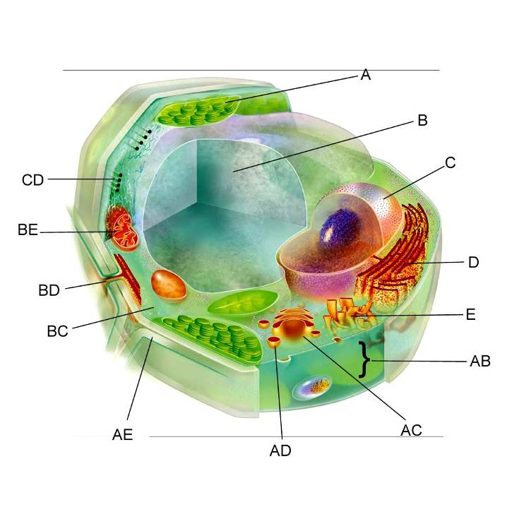 A növényi sejt felépítése kloroplasztisz vakuólum citoszkeleton mitokondrium plazmahíd plazmodezmosz citoplazma sejtmag