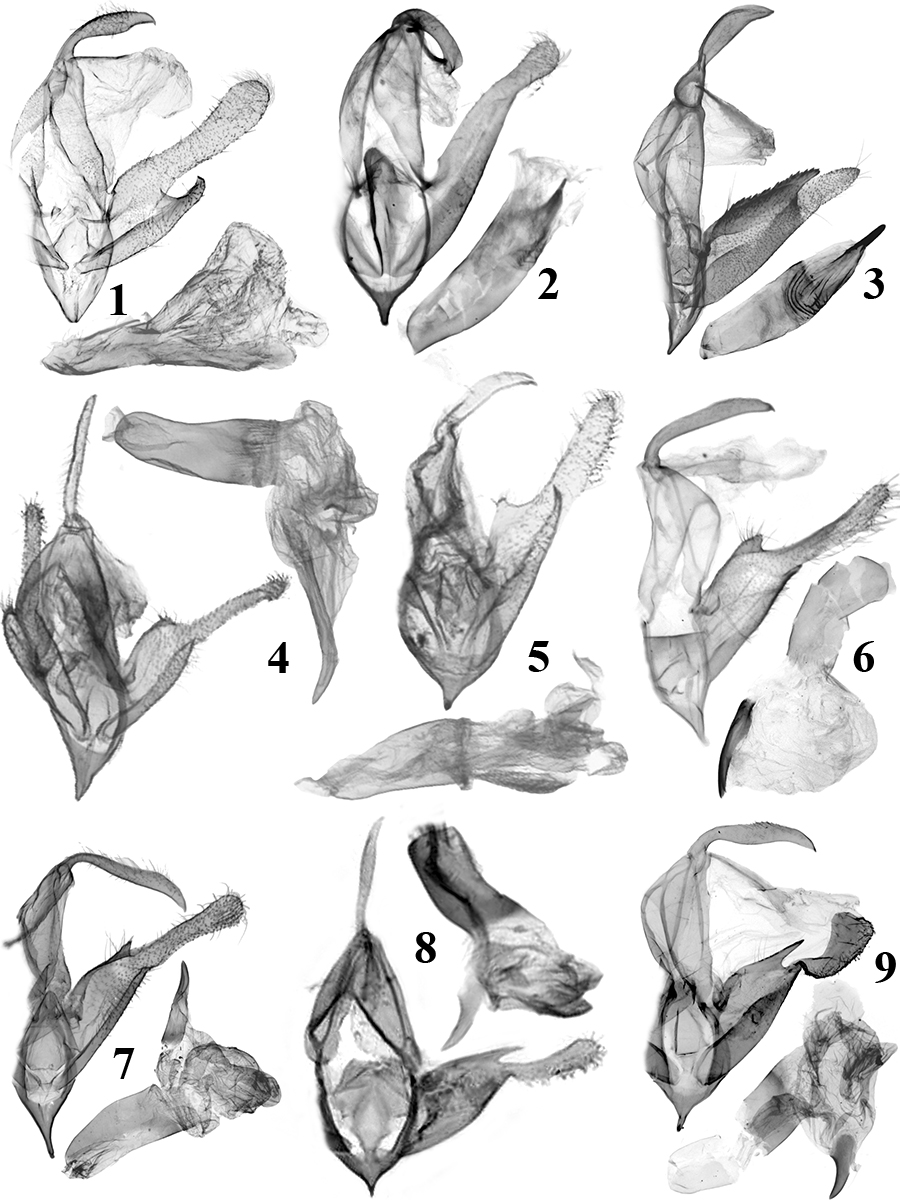 1. N. digitata Tóth & Ronkay (RL9744m); 2. N. imitata Tóth & Ronkay (TB802m); 3. N. dentata Tóth & Ronkay (RL7694m); 4. N. bisignata Walker (BM Noct. 20082 ); 5. N. muluensis Holloway (BM Noct.