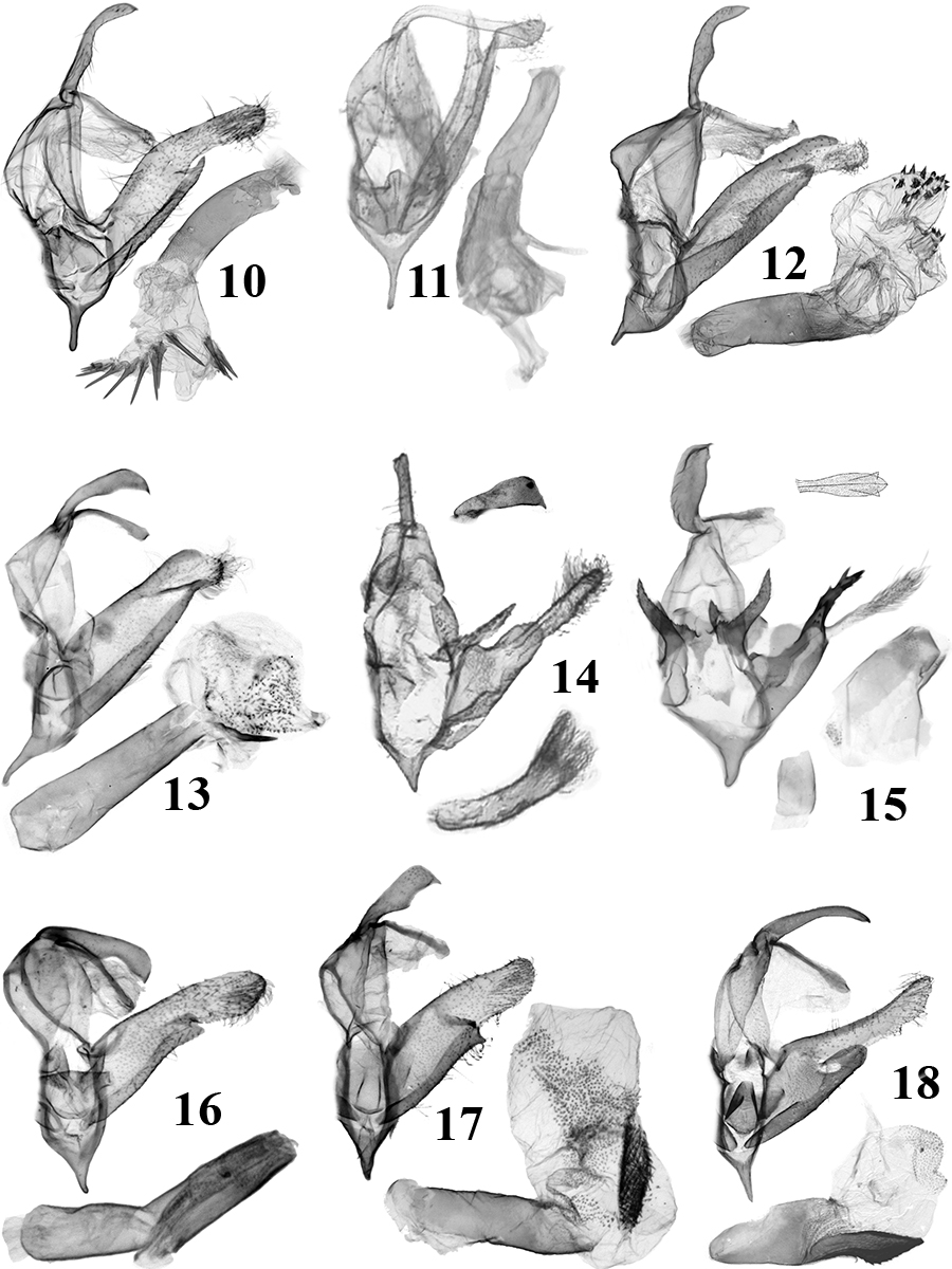10. N. spinivesica Tóth & Ronkay (fogókészülék: TB373m, aedeagus: TB527m); 11. N. notata (Hampson) (BM Noct. 20090 ); 12. N. nepalensis Tóth & Ronkay (TB367m), 13; N. sp. (BM Noct. 21801 ); 14. N. postpallida de Joannis (BM Noct.