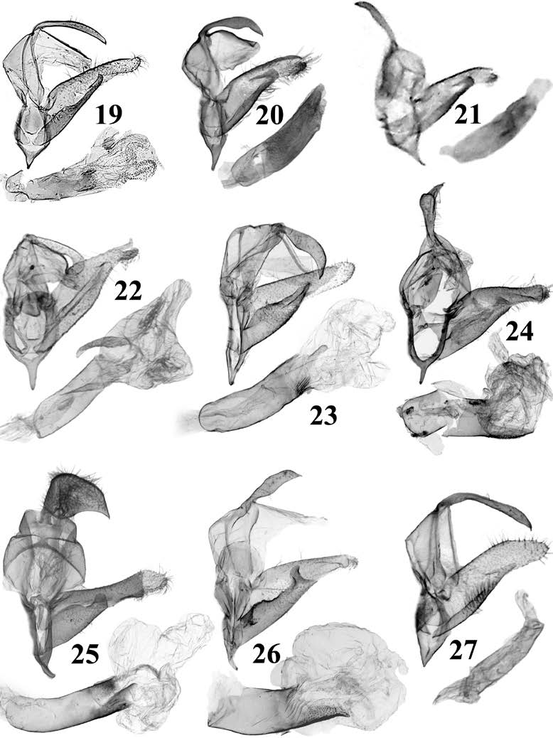 19. N. cingulata Tóth & Ronkay (TB645m); 20. N. bipunctata Tóth & Ronkay (TB436m); 21. N. aurea Tóth & Ronkay (TB912m); 22. N. marginata Holloway (BM Noct. 19980 ); 23. N. sumatrana Tóth & Ronkay (TB406m); 24.