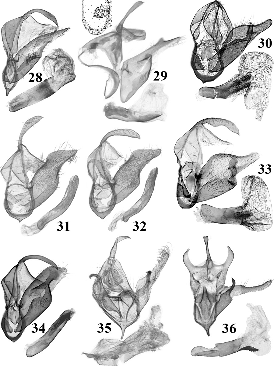 28. N. vicina Tóth & Ronkay (fogókészülék: RL7988m, aedeagus: RL7989m); 29. N. capreola Tóth & Ronkay (TB791m); juxta és vinculum rajz: TB799m; 30. N. blepharota (Strand) (RL10745m); 31. N. glauculalis (Hampson) (BM Noct.