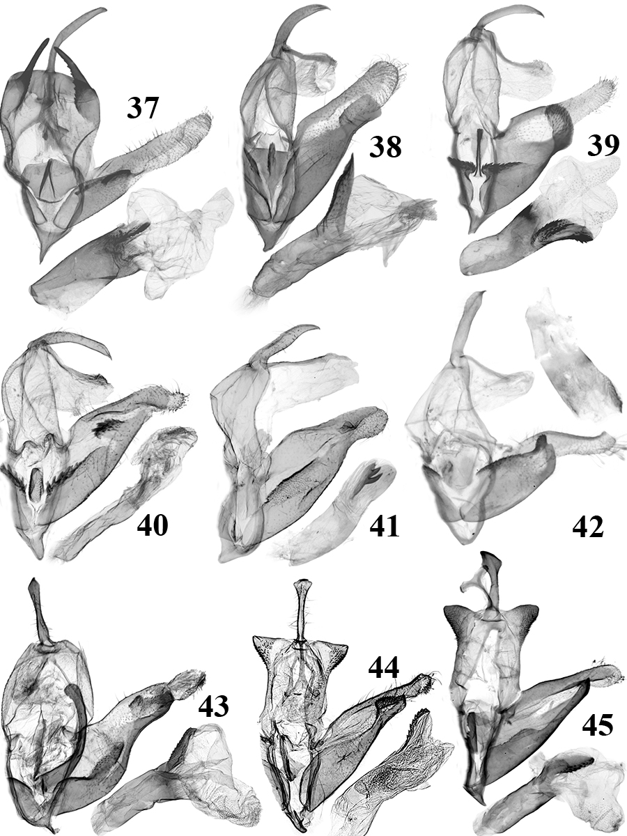 37. N. serra Holloway (RL7907m); 38. N. cinerea Tóth & Ronkay (TB496m, aedeagus: TB531m); 39. N. murina Tóth & Ronkay (RL7896m); 40. N. hoenei Tóth & Ronkay (RL9745m, aedeagus: RL9751m); 41. N. coerulea Tóth & Ronkay (RL9733m, aedeagus: TB349m); 42.