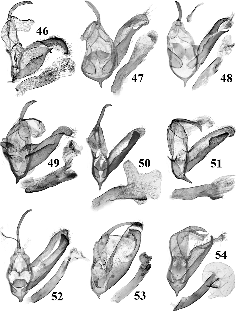46. N. purpurea Tóth & Ronkay (TB557m); 47. N. annulata Tóth & Ronkay (TB391m); 48. N. felinopsis Tóth & Ronkay (TB652m); 49. N. pallida Tóth & Ronkay (TB409m); 50. N. leptovalva Tóth & Ronkay (fogókészülék: RL7918m, aedeagus: RL9736m); 51.
