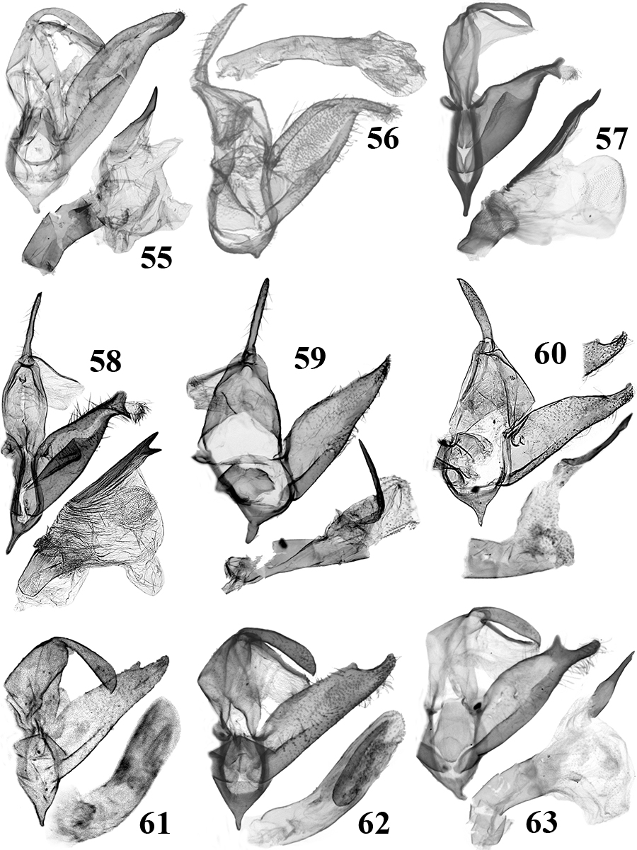 55. N. melinau Holloway (RL7977m); 56. N. uthanti Tóth & Ronkay (BM Noct. 21732 ); 57. N. octogesima Tóth & Ronkay (RL7903m); 58. N. laoana Tóth & Ronkay (TB554m); 59. N. atrata Tóth & Ronkay (TB392m); 60.