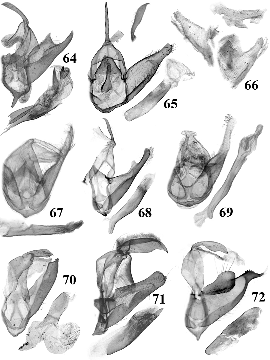 64. N. furcatella Tóth & Ronkay (fogókészülék: TB447m, aedeagus: TB419m); 65. N. lancanga Deng & Han (fogókészülék: TB395m, aedeagus és uncus oldalnézetben: TB517m); 66. N. sp. (BM Hypen. 71B); 67. N. acolutha Holloway (BM Noct.