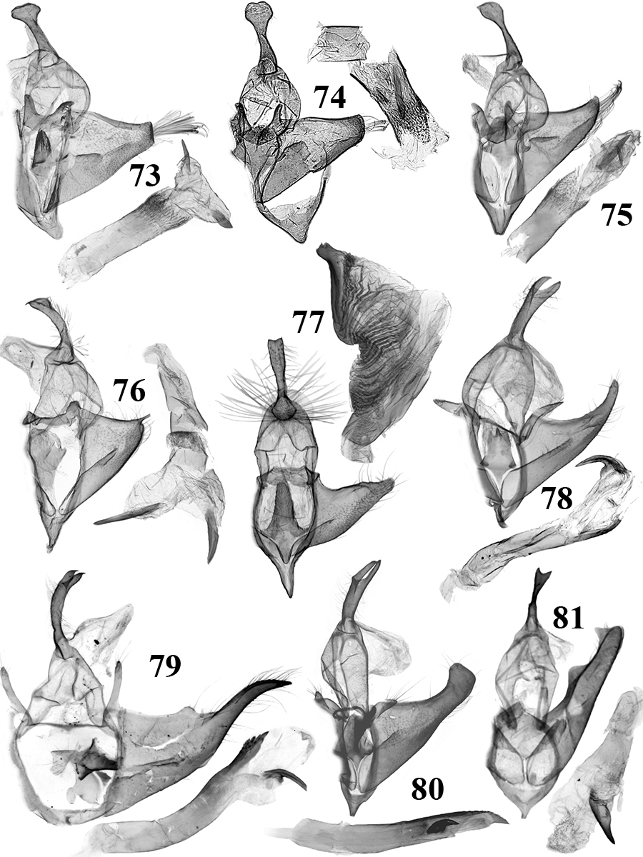 73. N. penicula Tóth & Ronkay (RL9746m); 74. N. ochronota Wileman (TB639m); 75. N. variegata Tóth & Ronkay (TB381m); 76. N. picata Tóth & Ronkay (TB360m); 77. N. ineffectalis (Walker) (TB416m); 78.