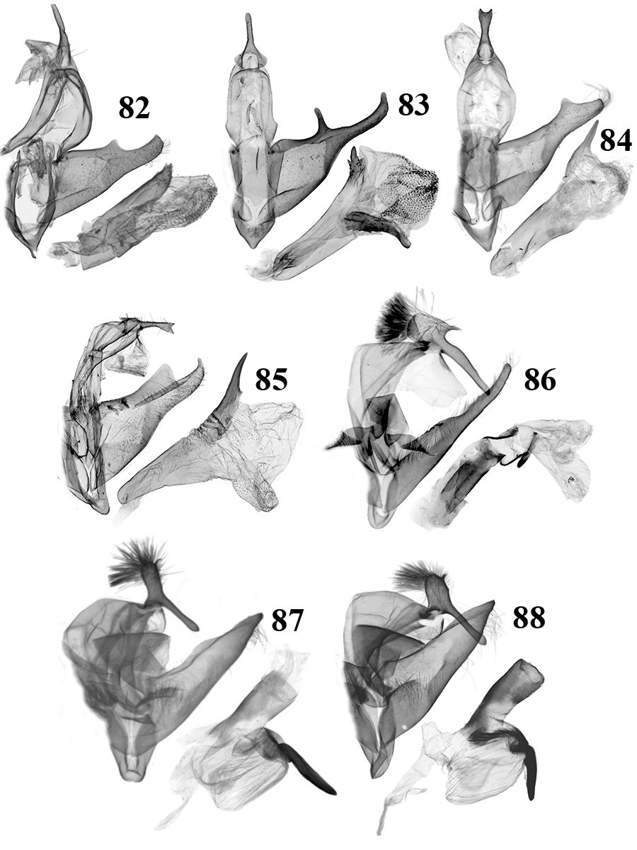 82. N. tetramacula Tóth & Ronkay (TB402m); 83. N. costicorna Tóth & Ronkay (fogókészülék: RL7984m, aedeagus: RL8011m); 84. N. numismata Tóth & Ronkay (BM Noct.