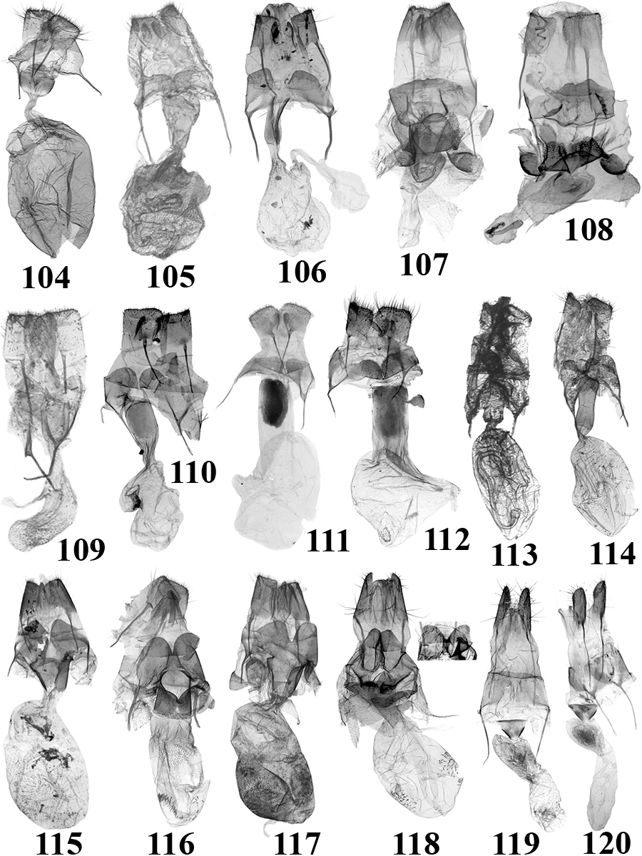 104. N. umbria (Hampson) (BM Noct. 21703 ); 105. N. marginata Holloway (BM Noct. 21735 ); 106. N. maculifera (Staudinger) (TB521f); 107. N. inouei Tóth & Ronkay (TB365f); 108. N. bankhomensis Tóth & Ronkay (TB405f); 109.