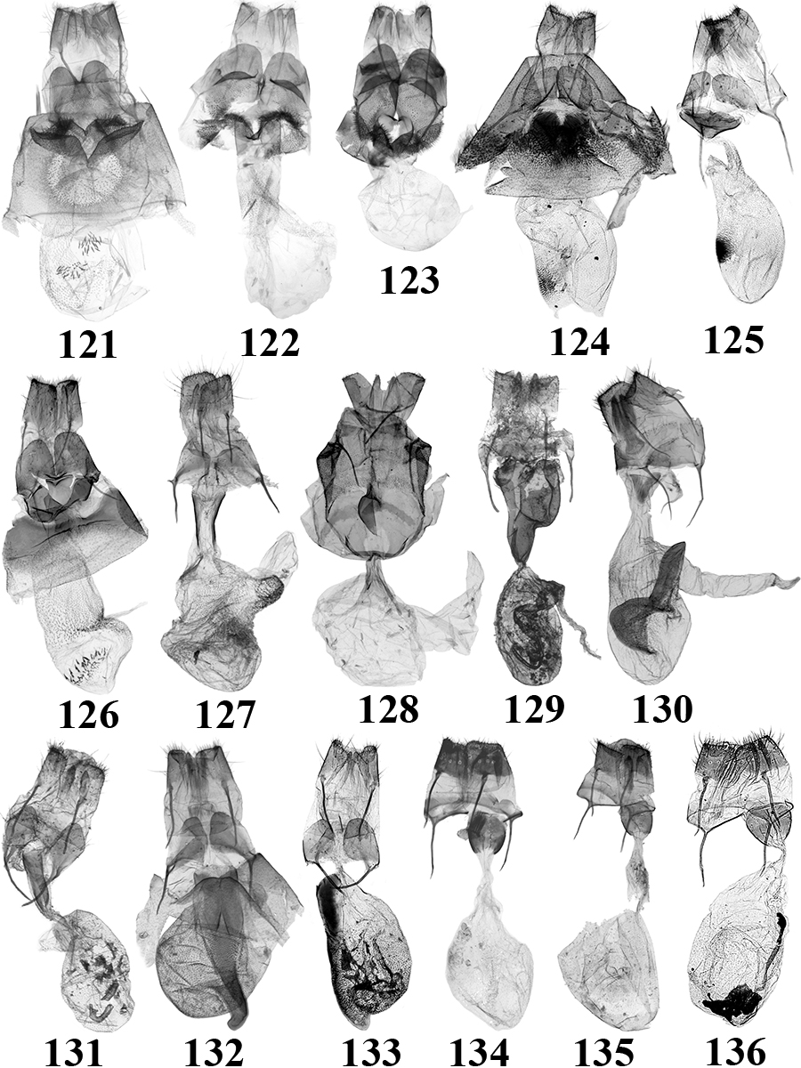 121. N. punctirena (Sugi) (TB378f); 122. N. fulvirena Tóth & Ronkay (BM Noct. 21811 ); 123. N. fulvirenoides Tóth & Ronkay (TB672f); 124. N. purpurea Tóth & Ronkay (TB558f); 125. N. felinopsis Tóth & Ronkay (TB640f); 126.