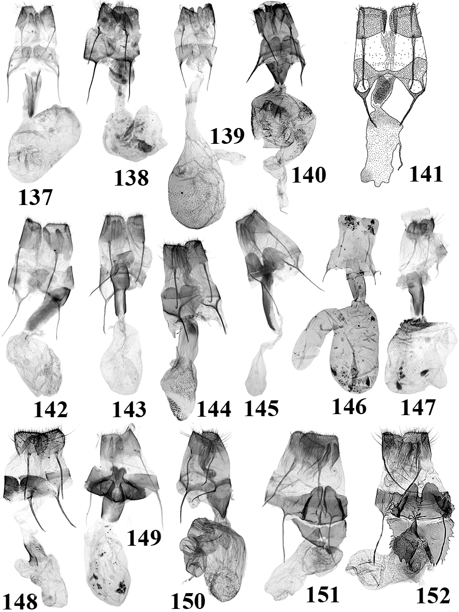 137. N. huettleri Tóth & Ronkay (TB667f); 138. N. leptosigna Tóth & Ronkay (TB660f); 139. N. nigrissima Tóth & Ronkay (TB677f); 140. N. furcatella Tóth & Ronkay (TB422f); 141. N. lancanga Deng & Han (TB834f); 142.