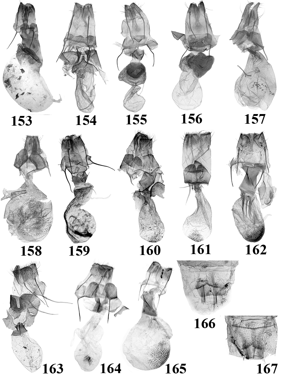 153. N. barlowi Holloway (BM Noct. 21823 ); 154. N. ardeola Tóth & Ronkay (TB389f); 155. N. egrettoides Tóth & Ronkay (TB390f); 156. N. sp. (TB443f); 157. N. nodariodes Prout (BM Noct. 21706 ); 158.
