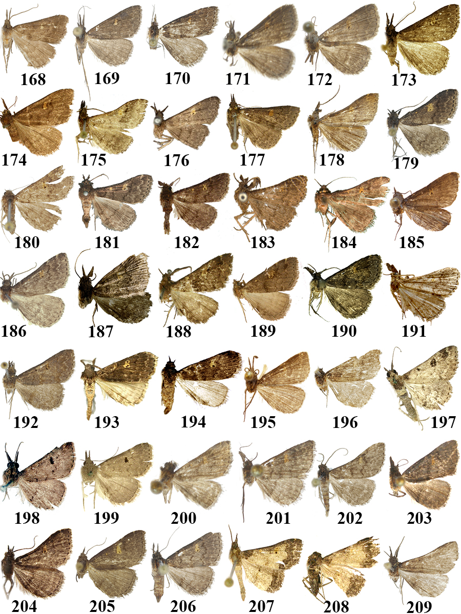 168. N. digitata Tóth & Ronkay, holotípus; 169. ditto, paratípus; 170. N. tenuifascia Tóth & Ronkay, holotípus; 171. N. imitata Tóth & Ronkay, holotípus; 172. ditto, paratípus; 173. N. dentata Tóth & Ronkay, holotípus; 174.
