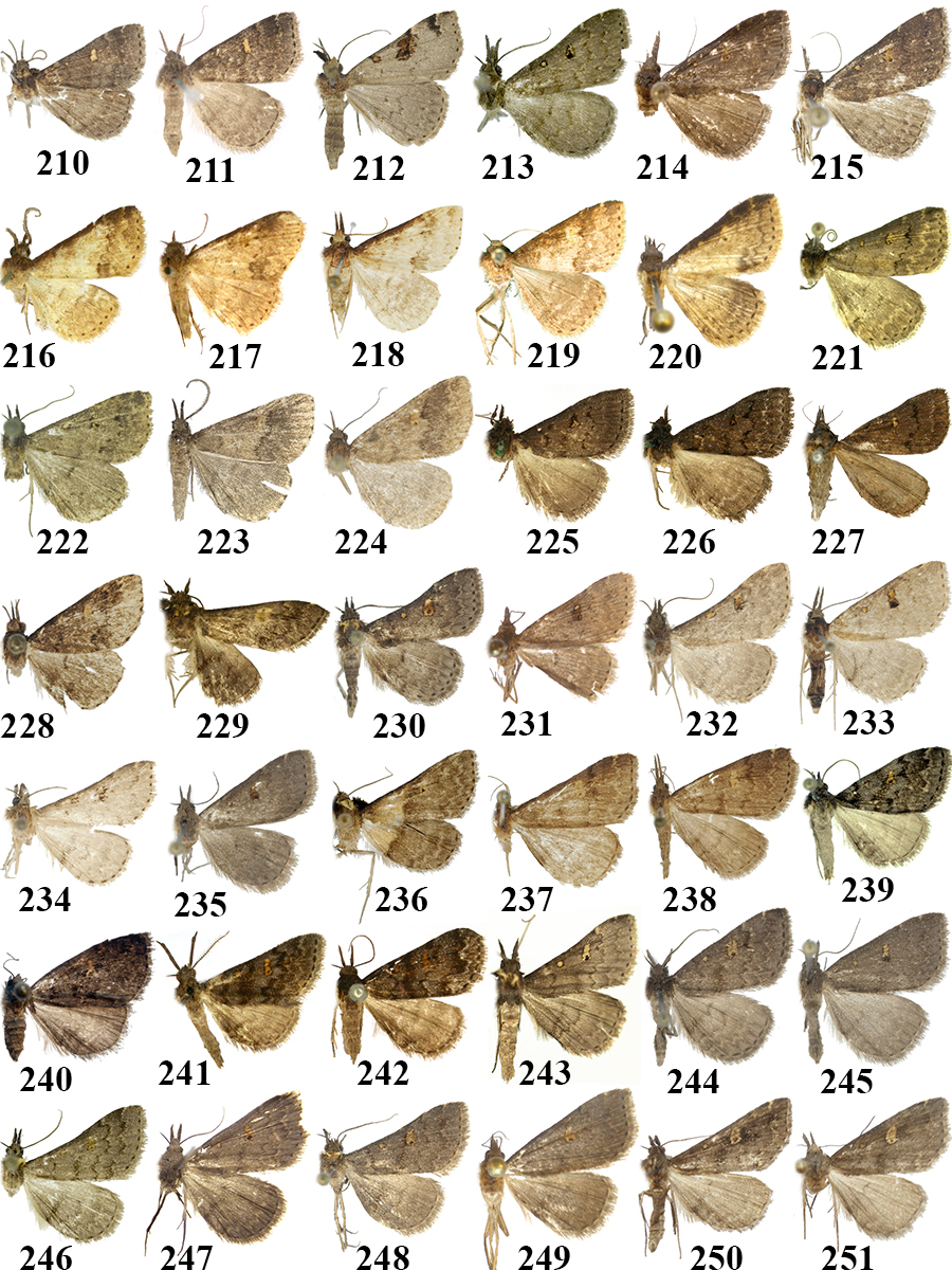 210. N. maculifera (Staudinger) ; 211. ditto, szüntípus; 212. N. purpurisigna (Holloway); 213. N. inouei Tóth & Ronkay, holotípus; 214. ditto, paratípus; 215. N. bankhomensis Tóth & Ronkay, holotípus; 216.