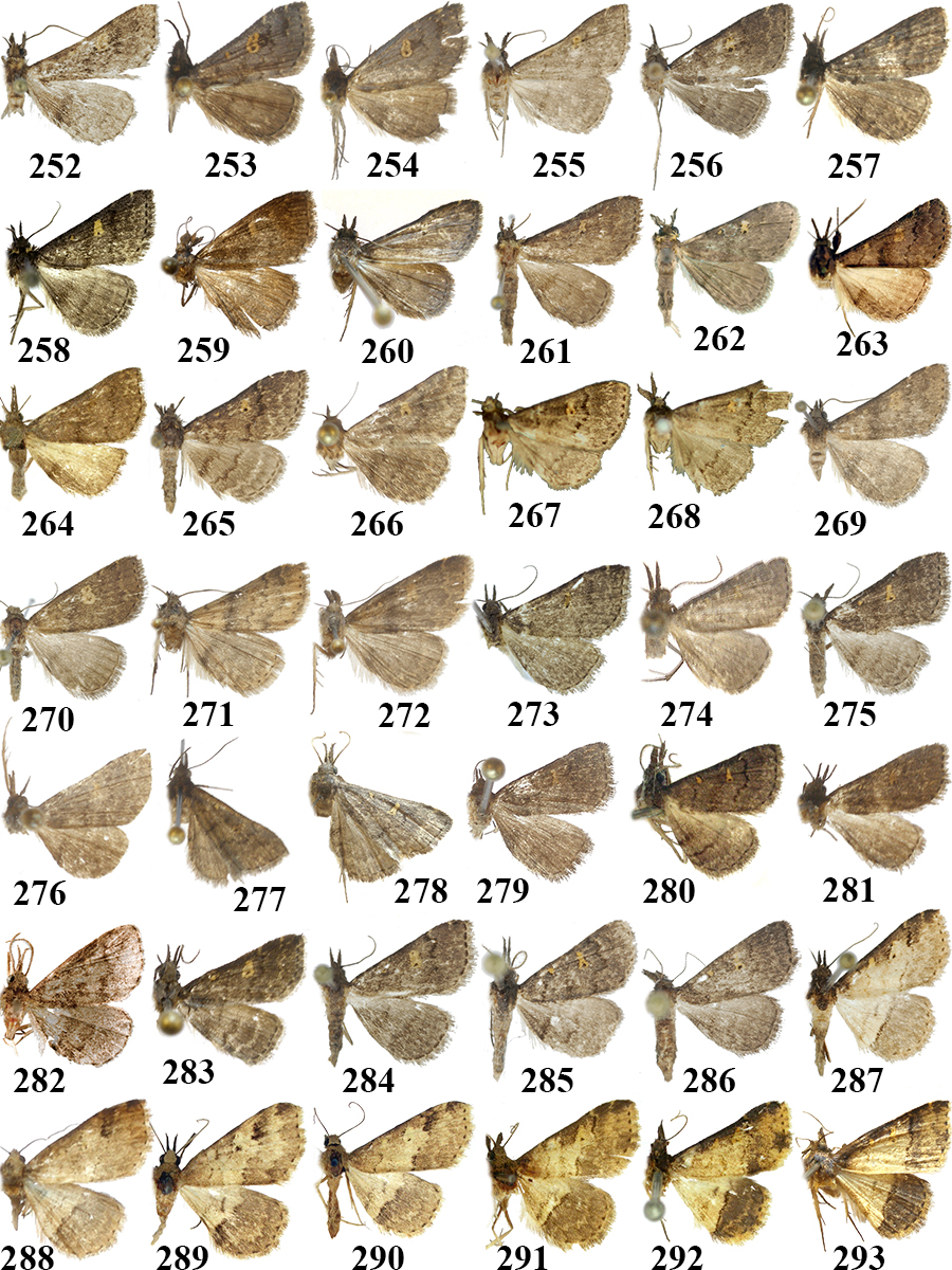 252. N. annulata Tóth & Ronkay, holotípus; 253. N. felinopsis Tóth & Ronkay, holotípus; 254. ditto, paratípus; 255. N. pallida Tóth & Ronkay, paratípus; 256. ditto, paratípus; 257. N. hastata Tóth & Ronkay, holotípus; 258.
