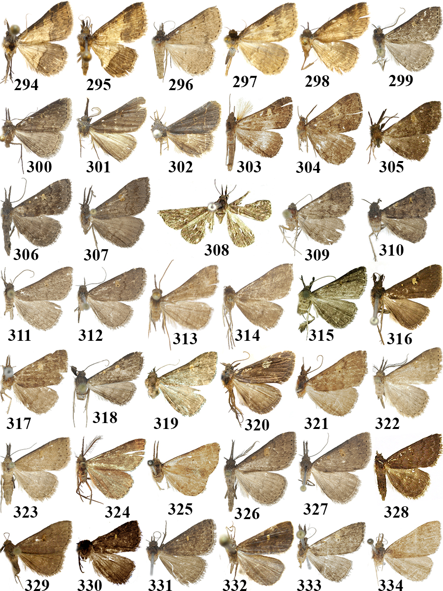 294. N. bicolora Tóth & Ronkay, holotípus; 295. ditto, paratípus; 296. N. sp. (TB396f); 297. N. sp. (TB670f); 298. N. sp. (TB836f); 299. N. kinabaluensis Holloway ; 300. ditto ; 301. N. gigaloba Tóth & Ronkay, holotípus; 302.