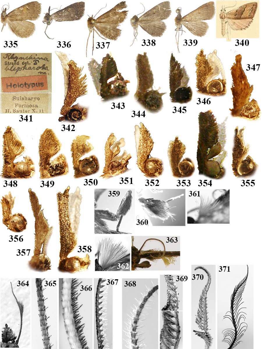 335. N. sp. (RL9753f); 336. N. sp. (TB519f); 337. N. sp. (TB613f); 338. N. sp. (TB654f); 339. N. sp. (TB668f); 340. Hypenodes jucundalis Snellen, stat. rev. (eredeti ábra); 341. A N.