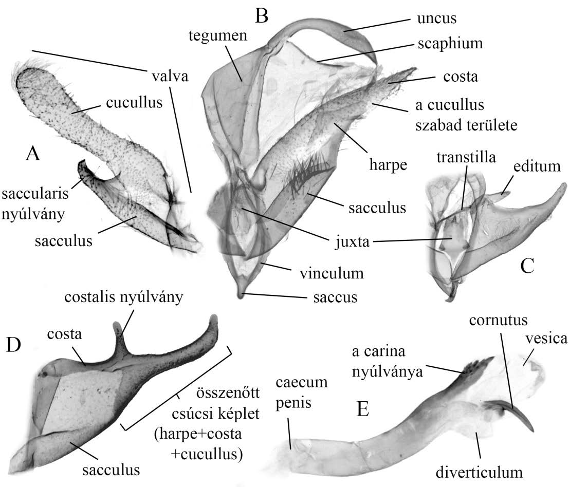 párzásban közvetlen szerepet játszó, a másik ivarral érintkező képletekre értik, míg a belső ivarszervek, mint pl. az ovarium, testis stb. kívül esnek ezen az értelmezésen.