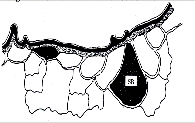 Szilícium és szilícium közötti különbség Vicosa Brasil egyetem kísérleti anyaga: Double layer Cuticule-Silicon Epidermis -rizslevél permetezés -kontroll semmi, SiO2+ am.