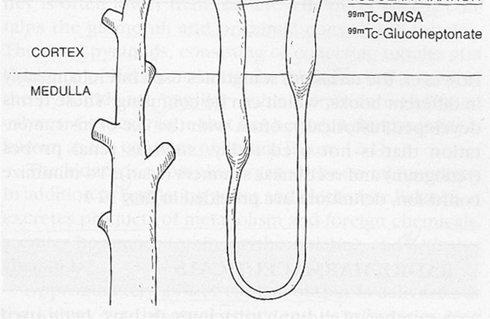 Tubuláris megkötődés: 99m Tc-DMSA Farmakon Teljes név