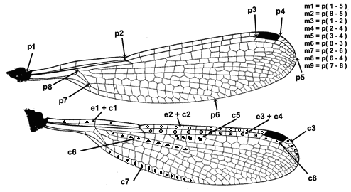 9 o m5 a szárnyjegy alsó testközeli csúcsától (p3) a fels testtávoli csúcsáig (p4); o m6 a szárnynégyszög fels csúcsától (p8) a szárnyjegy alsó testközeli csúcsáig (p3); o m7 a szárnybütyökt l (p2) a