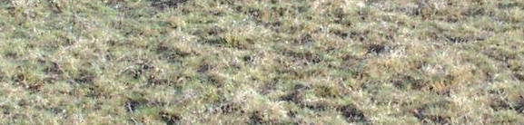 limosa Lepidium crassifolium Camphorosma annua A só